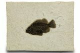 Detailed Fossil Fish (Cockerellites) - Wyoming #327949-1